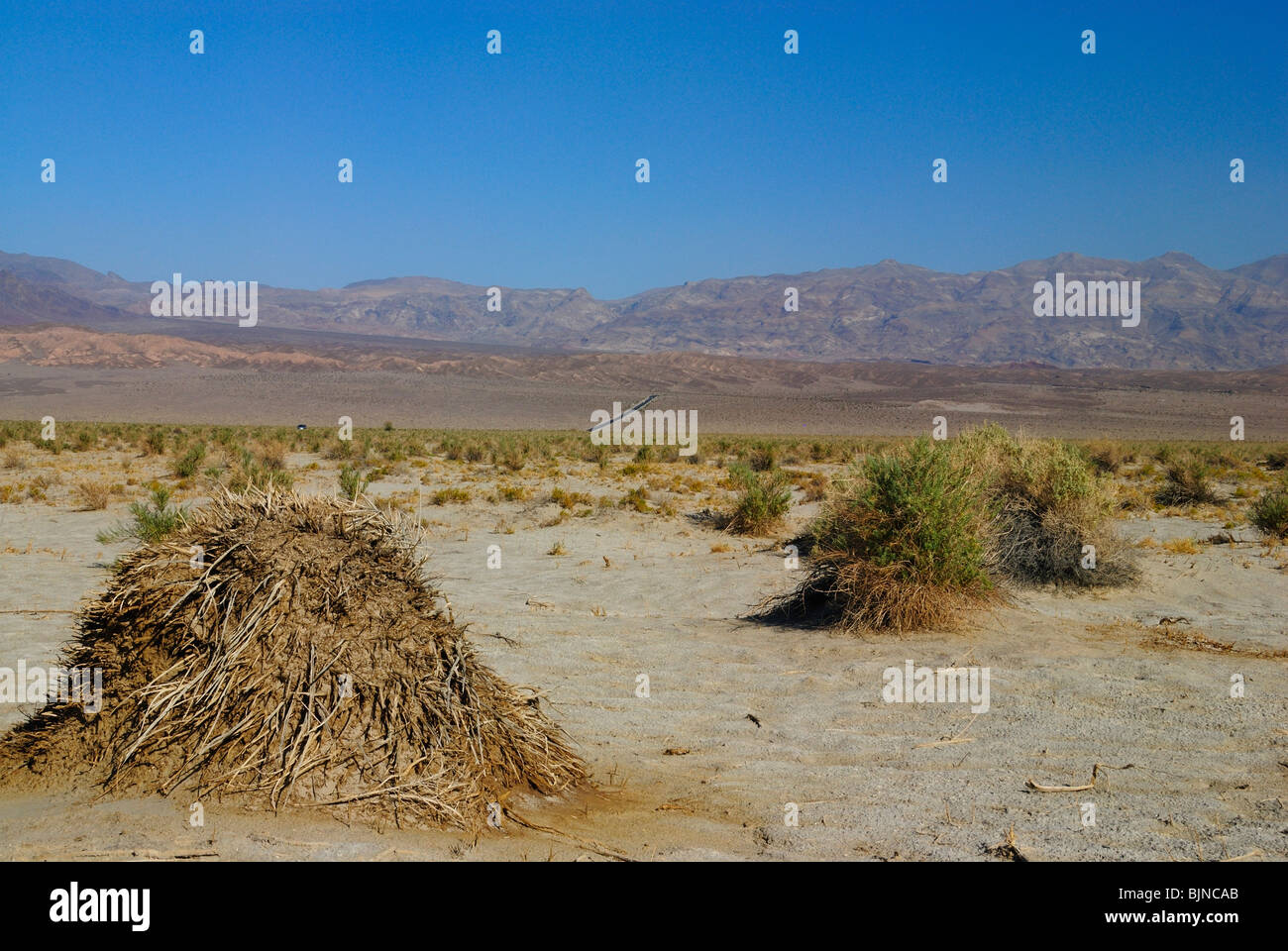 Vista panoramica di devil's cornfield nella Valle della Morte, lo stato della California Foto Stock