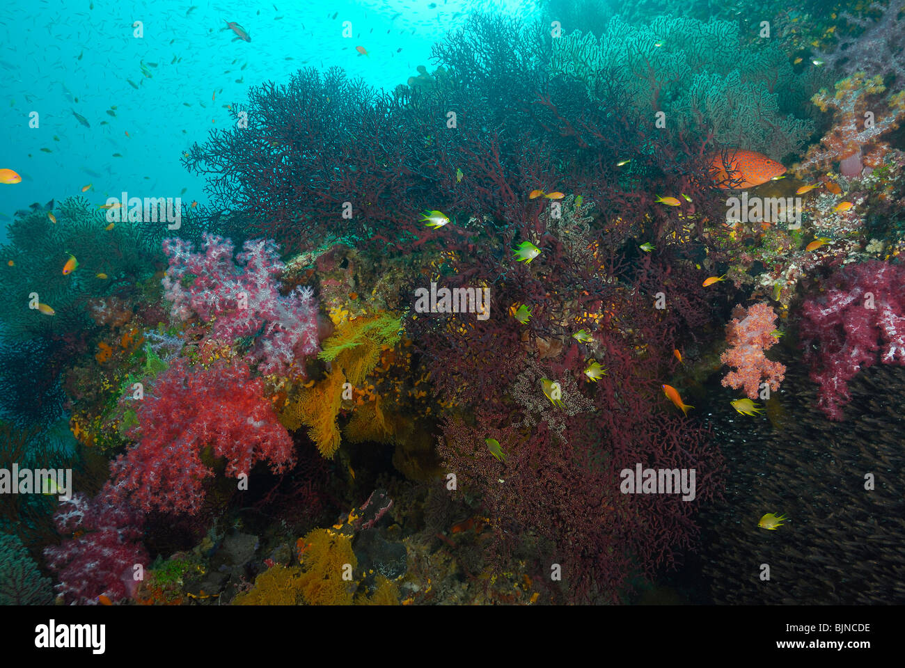 Coralli molli e gorgonie rosse nelle Isole Similan, Mare delle Andamane Foto Stock