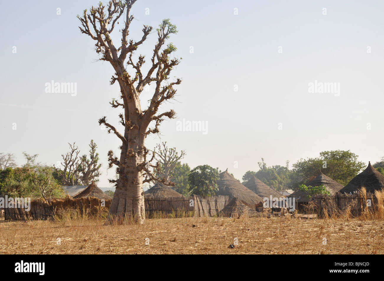 Composti per le famiglie estese in un villaggio in Gambia Foto Stock