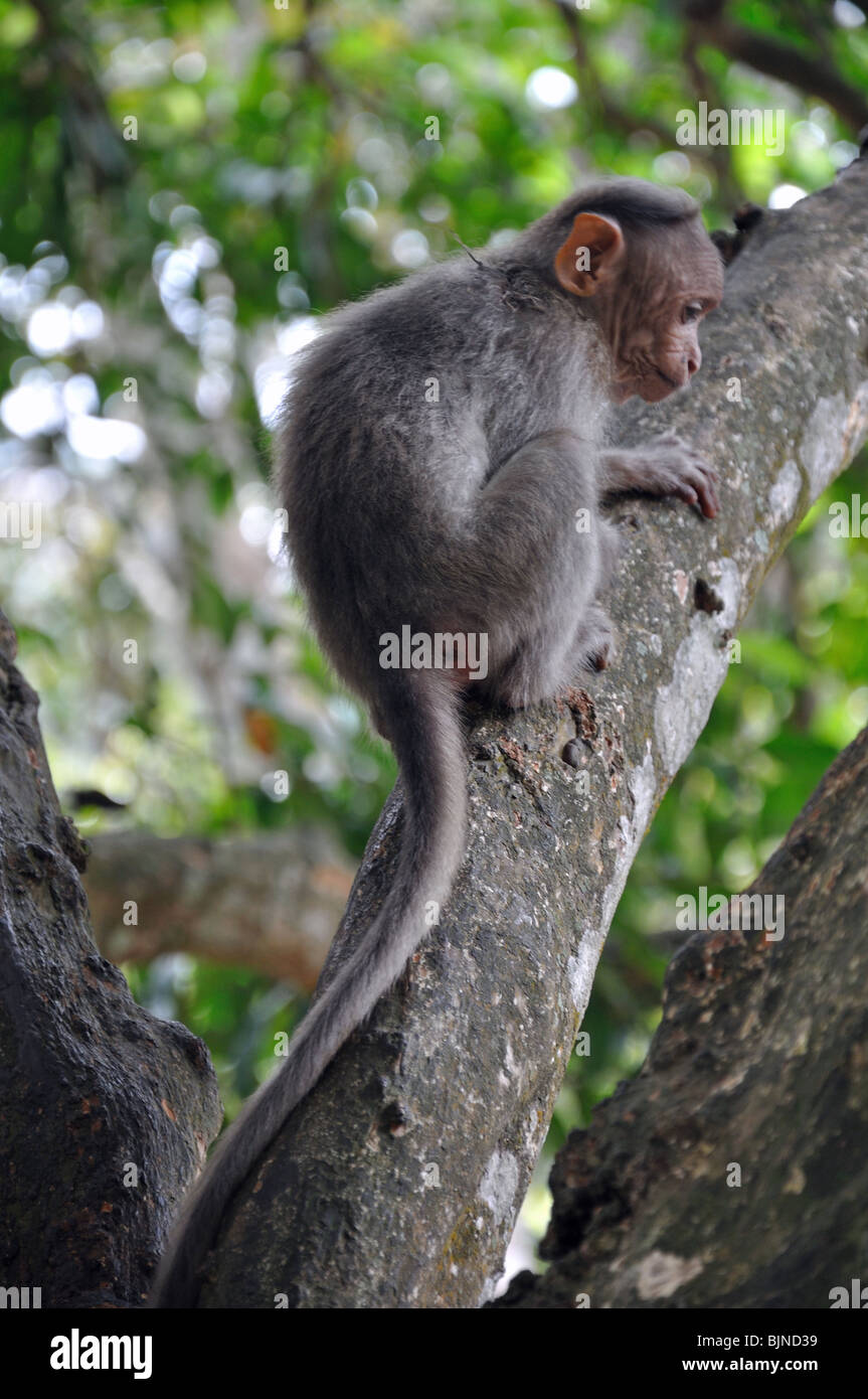 Cofano scimmie macaco in Kerala Wild Life Park, Kerala, India del Sud Foto Stock