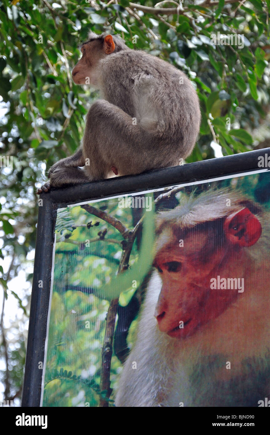 Cofano scimmie macaco in Kerala Wild Life Park, Kerala, India del Sud Foto Stock