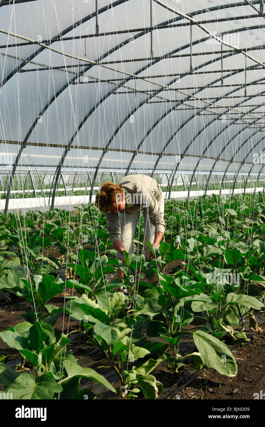 Giardiniere femmina a lavorare in una serra per le piante di uovo, vegetali-crescente area Grosses Moos, Seeland regione, Svizzera Foto Stock