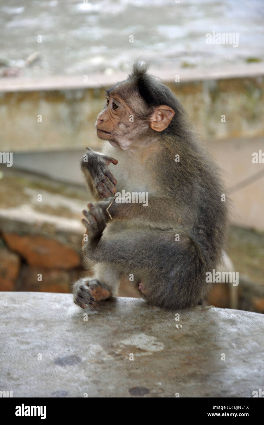 Cofano scimmie macaco in Kerala Wild Life Park, Kerala, India del Sud Foto Stock