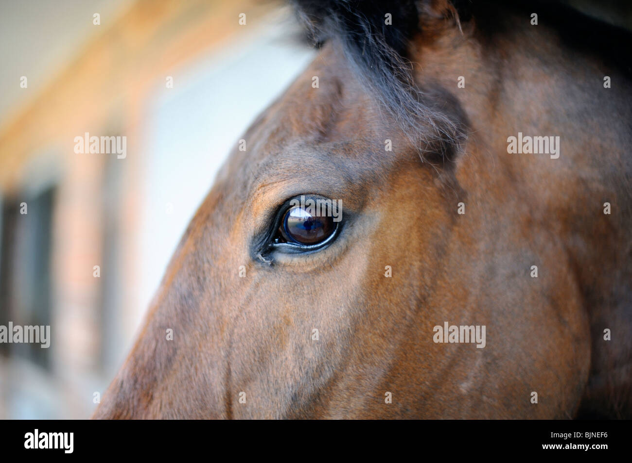 Close up di cavalli del capo e degli occhi Foto Stock