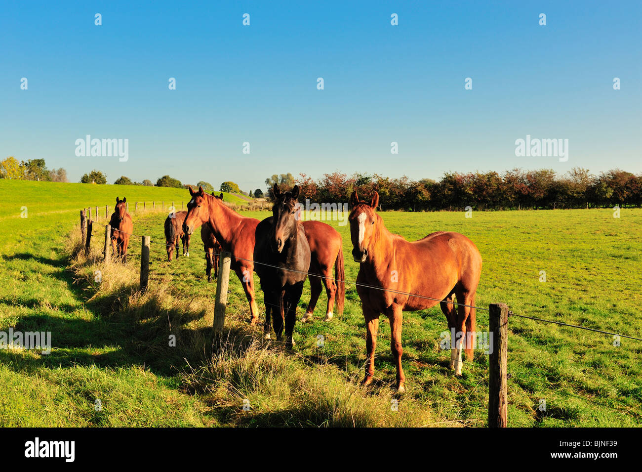 Bellissimi cavalli marrone su terreni agricoli olandese lungo la diga del fiume ijssel Foto Stock