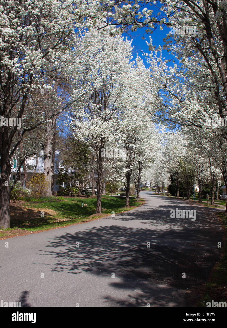 Strada residenziale in North Carolina con Bradford Pera alberi in fiore Foto Stock