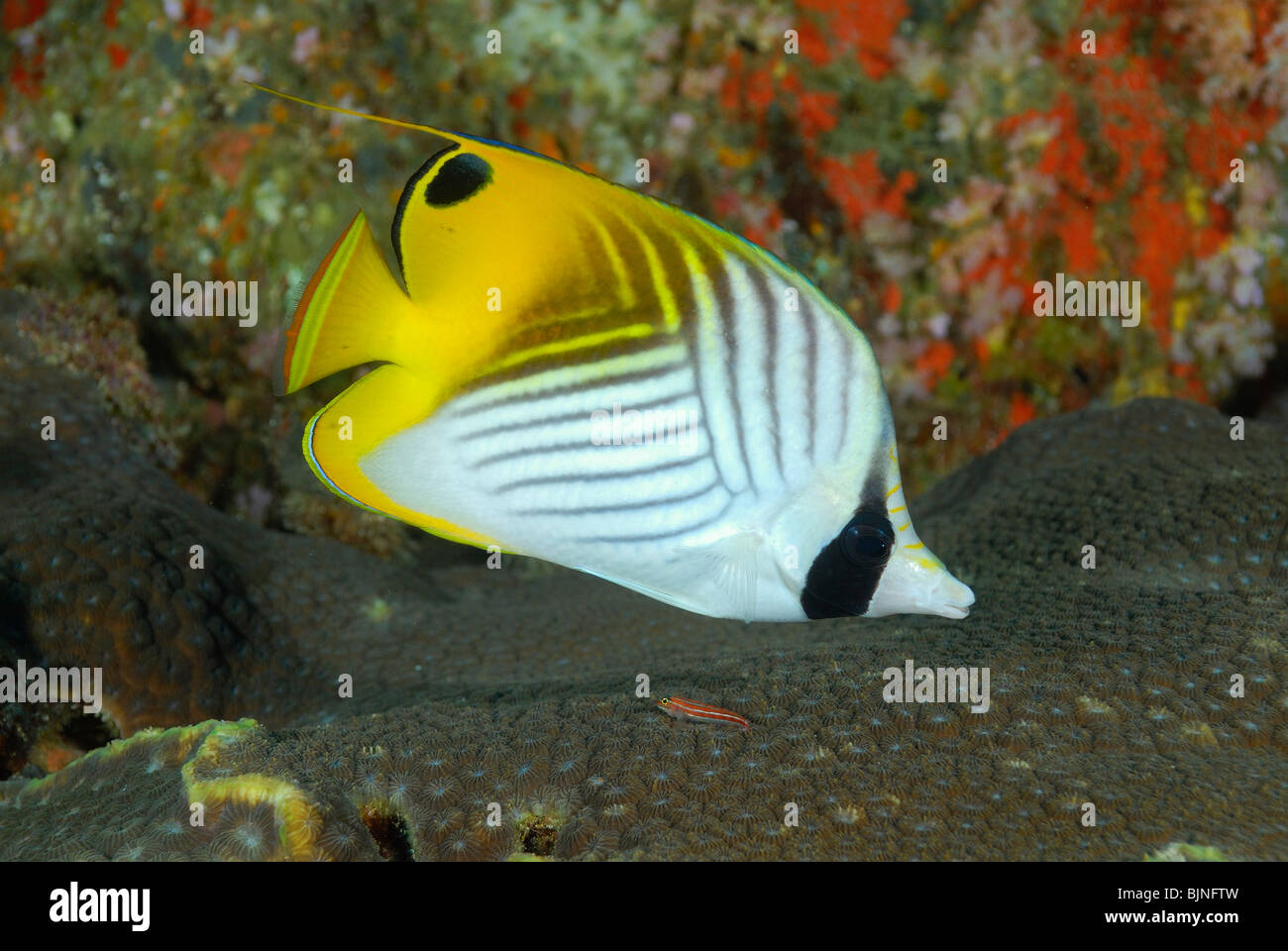 Threadfin butterflyfish nelle Isole Similan, Mare delle Andamane Foto Stock