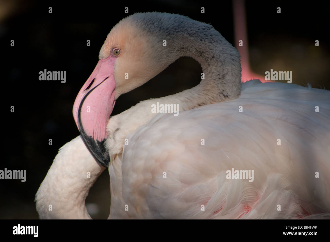 Flamingo - rosa o colore rossastro proviene da fonti ricche di pigmenti carotenoidi ln le alghe e piccoli crostacei che mangiano. Foto Stock