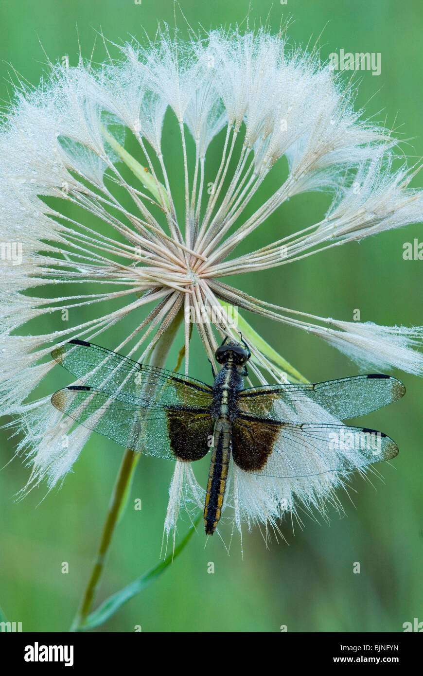 Vedova Dragonfly Libellula luctuosa su capra-barba testa orientale Stati Uniti, di Skip Moody/Dembinsky Photo Assoc Foto Stock