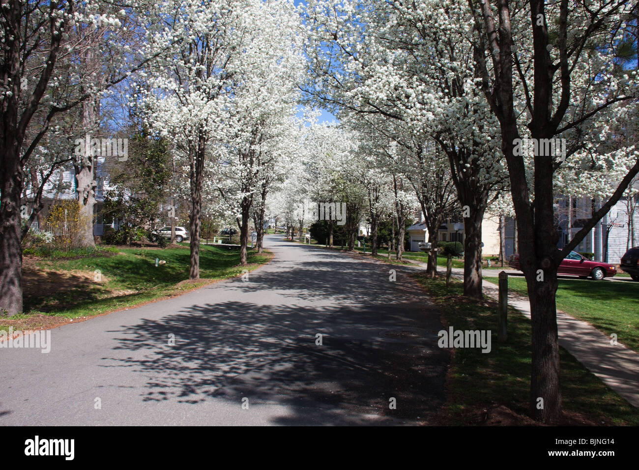 Strada residenziale in North Carolina con Bradford Pera alberi in fiore Foto Stock