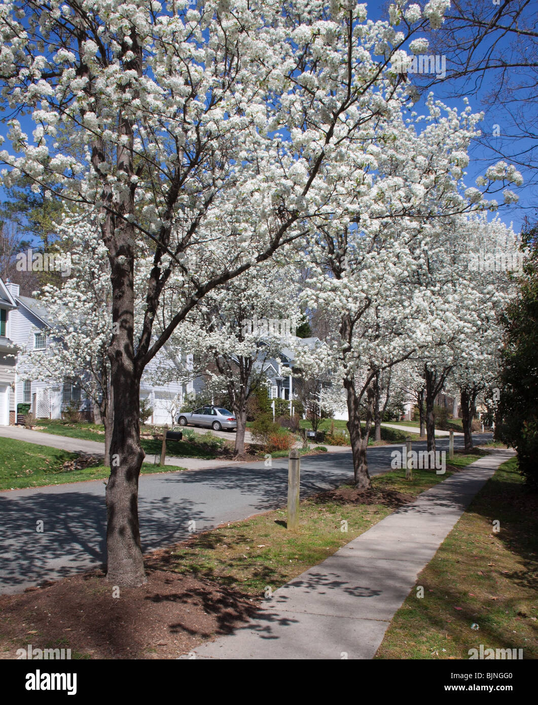 Strada residenziale in North Carolina con Bradford Pera alberi in fiore Foto Stock