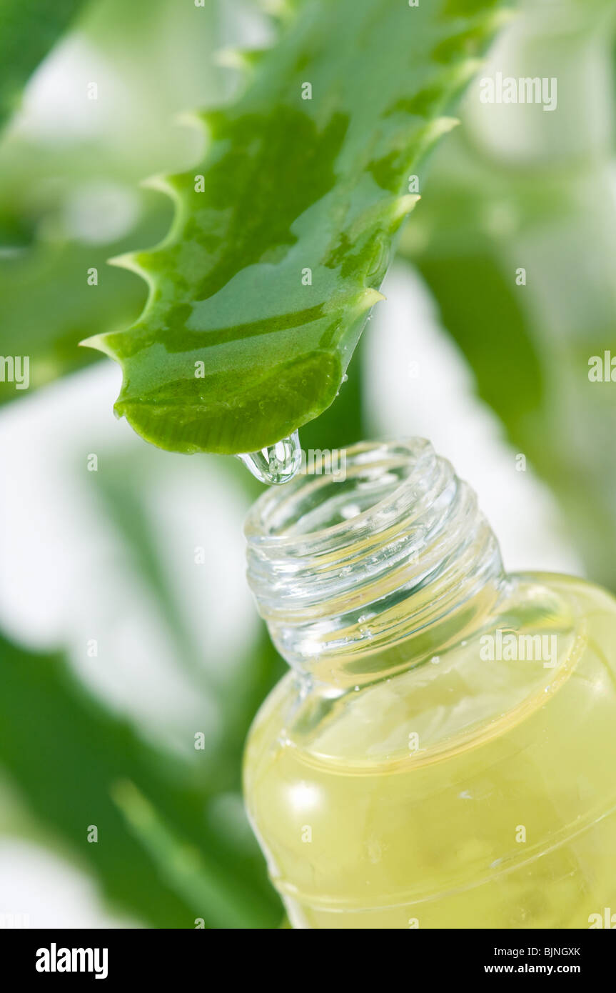 Aloe vera succo di frutta e bottiglia Foto Stock