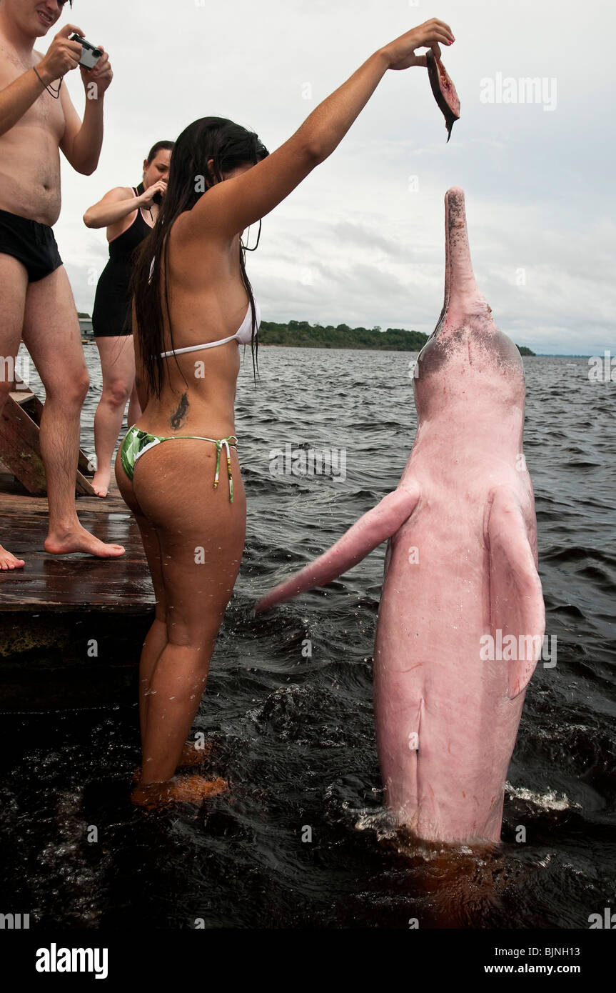 Ecoturismo in Amazzonia foresta di pioggia. I turisti di alimentazione del Amazon delfini di fiume o Rosa delfini di fiume ( geoffrensis Inia ) Foto Stock