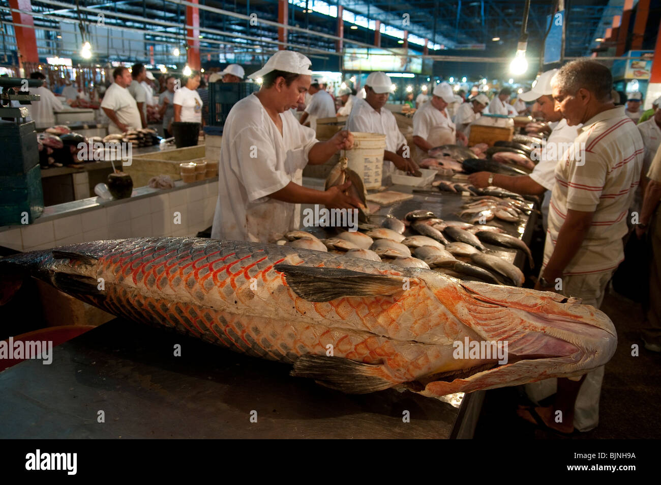 Manaus città mercato ( Mercado Municipal ), Brasile. Il pirarucu, noto anche come arapaima o paiche ( Arapaima gigas ). Foto Stock