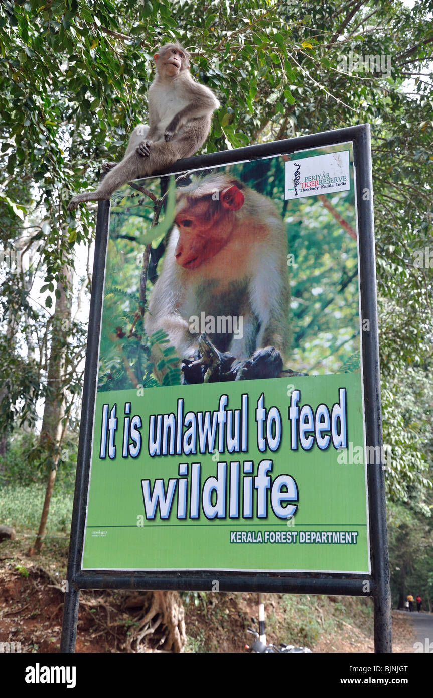 Cofano scimmie macaco in Kerala Wild Life Park, Kerala, India del Sud Foto Stock