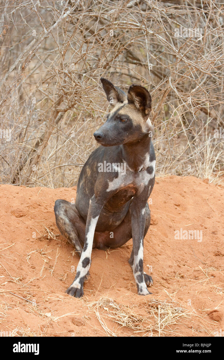 Il cane selvaggio africano (Lycaon pictus), Parco Nazionale Tsavo Est, Kenya. Foto Stock
