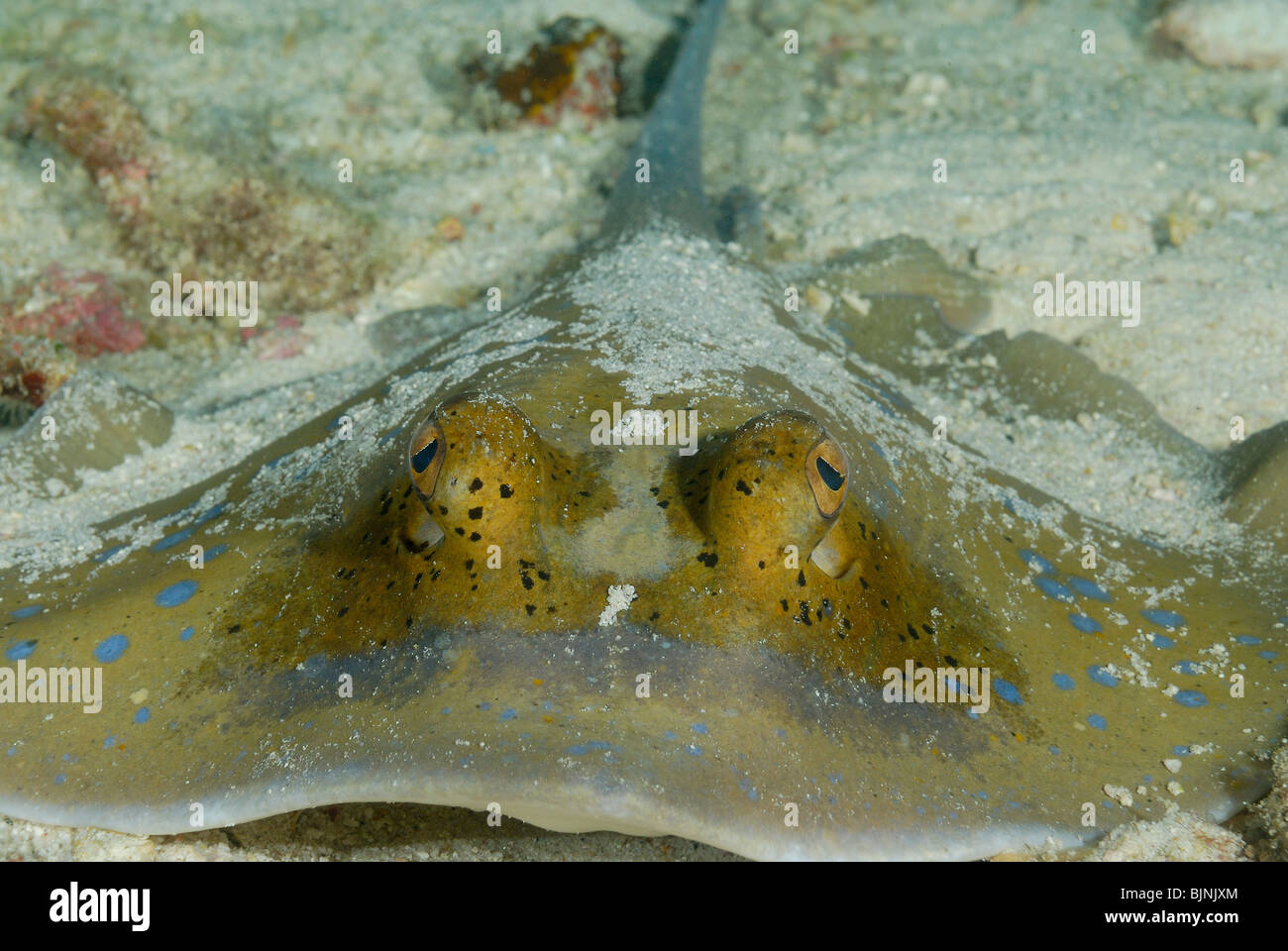 Blue Spotted ray nelle Isole Similan, Mare delle Andamane Foto Stock
