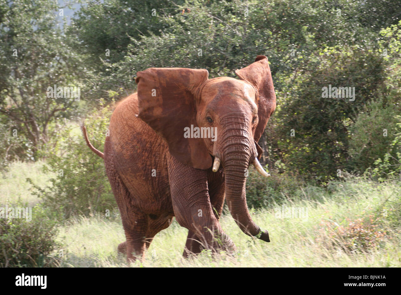 Elephant Tsavo National Park Foto Stock