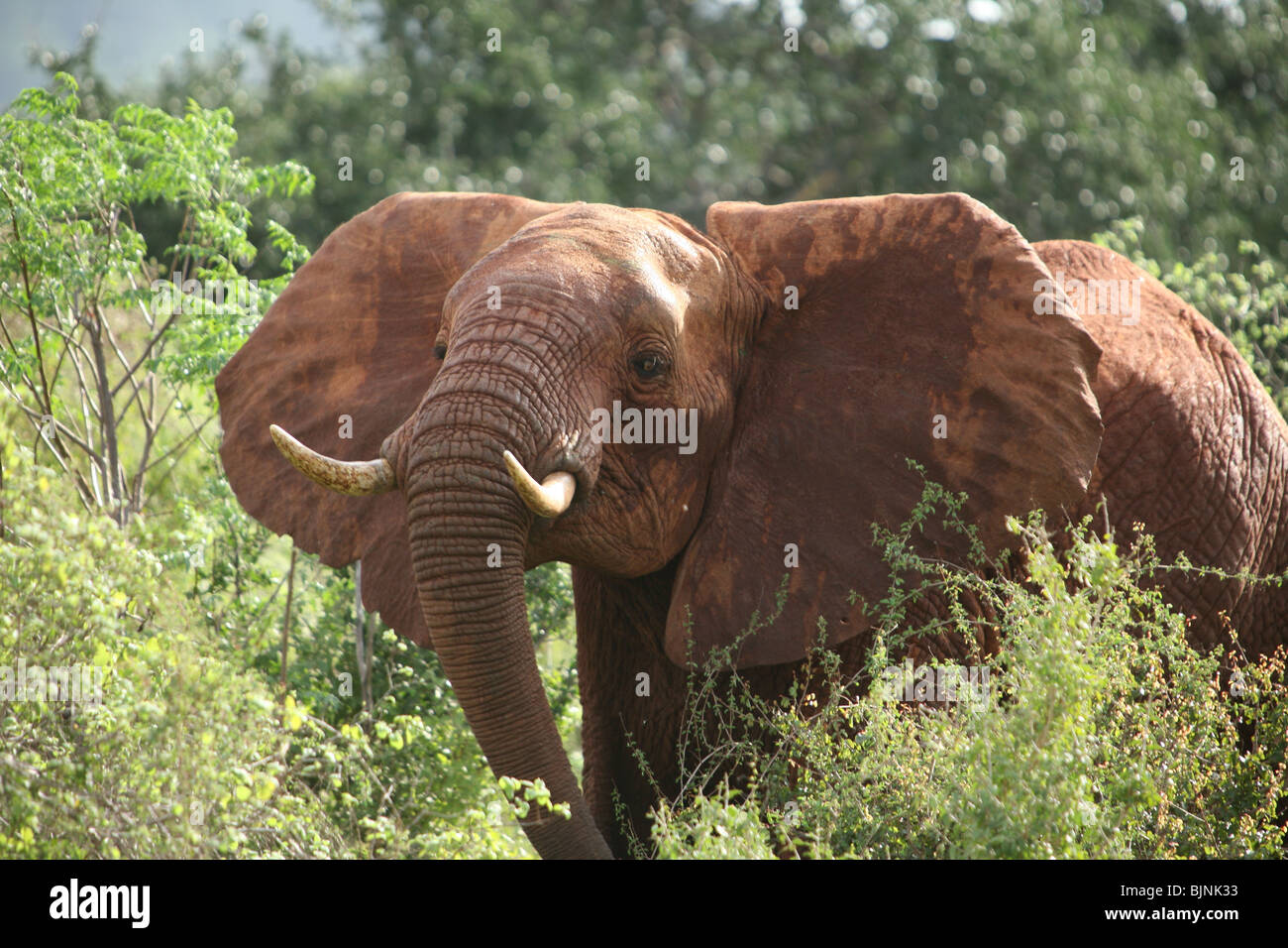 La carica di elefanti Tsavo National Park Foto Stock