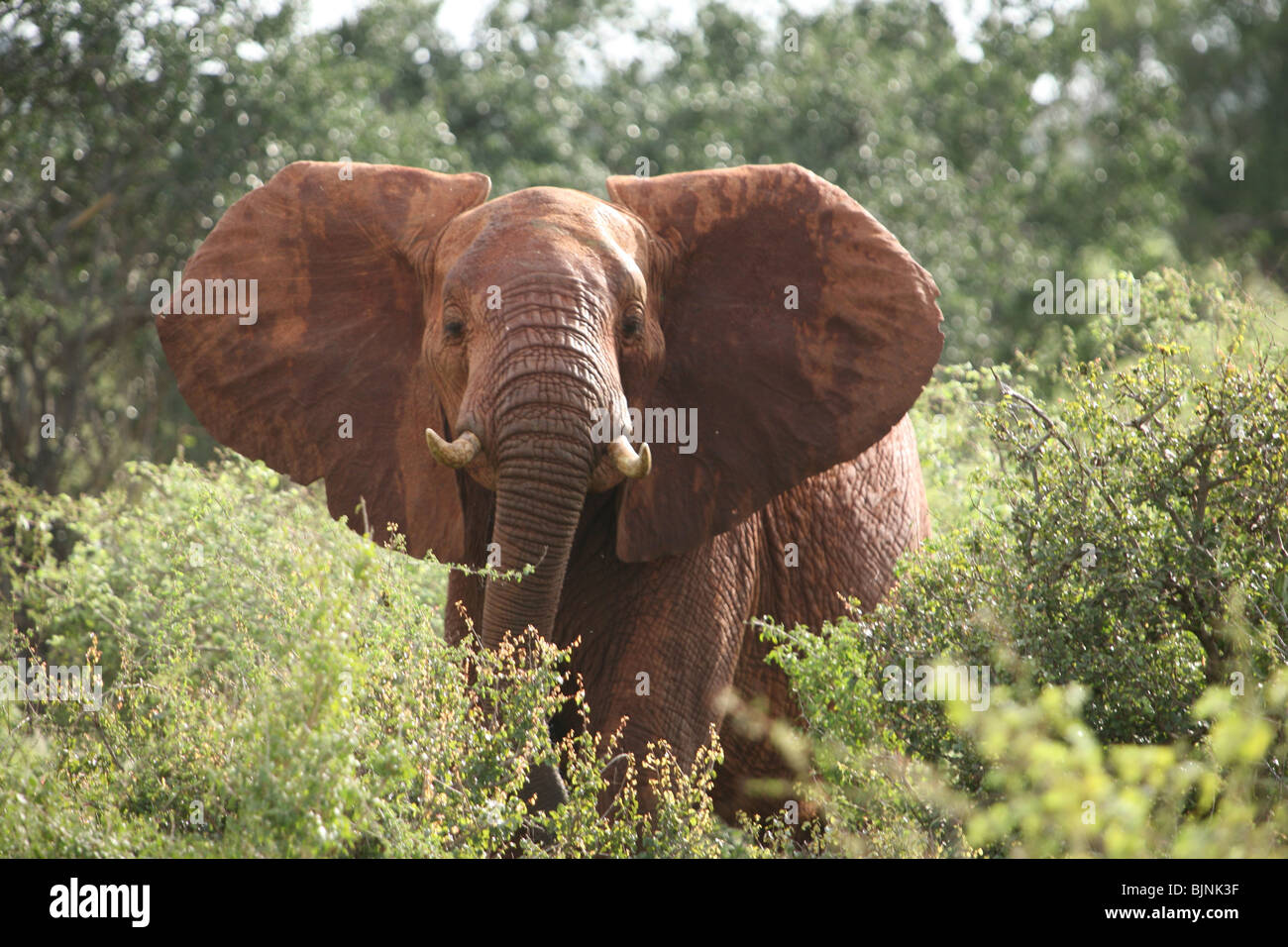 La carica di elefanti Tsavo National Park Foto Stock
