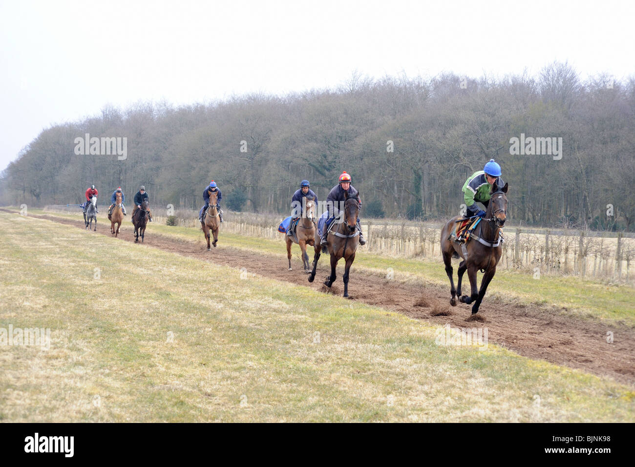 In al galoppo dei cavalli da corsa della formazione Foto Stock