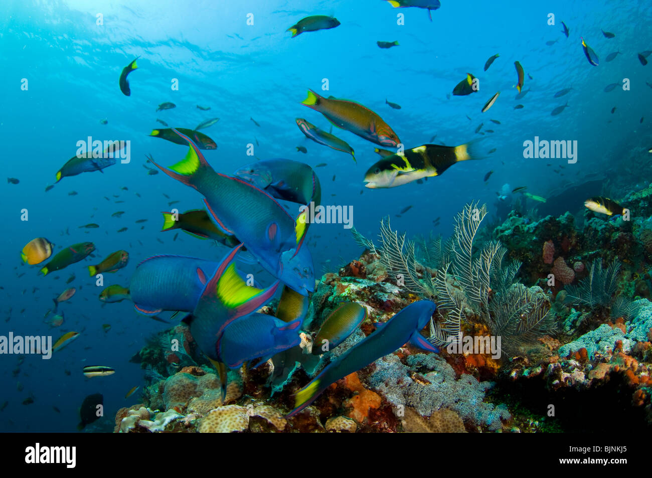 Pesce tropicale sulla barriera corallina, città corrente, Parco Nazionale di Komodo, Indonesia Foto Stock