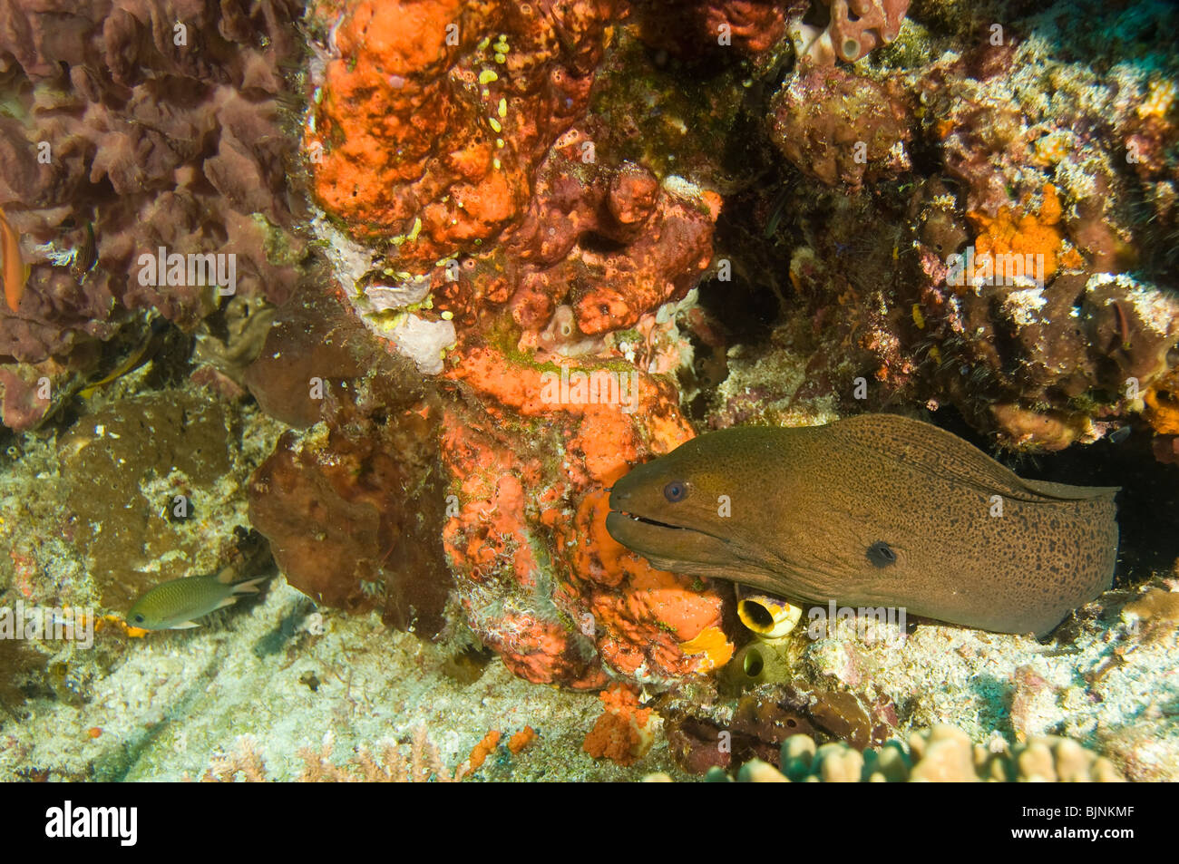 Murena Gigante, Gymnothorax javanicus, Isola di Komodo, Parco Nazionale di Komodo, Nusa Tenggara orientale, Indonesia Foto Stock