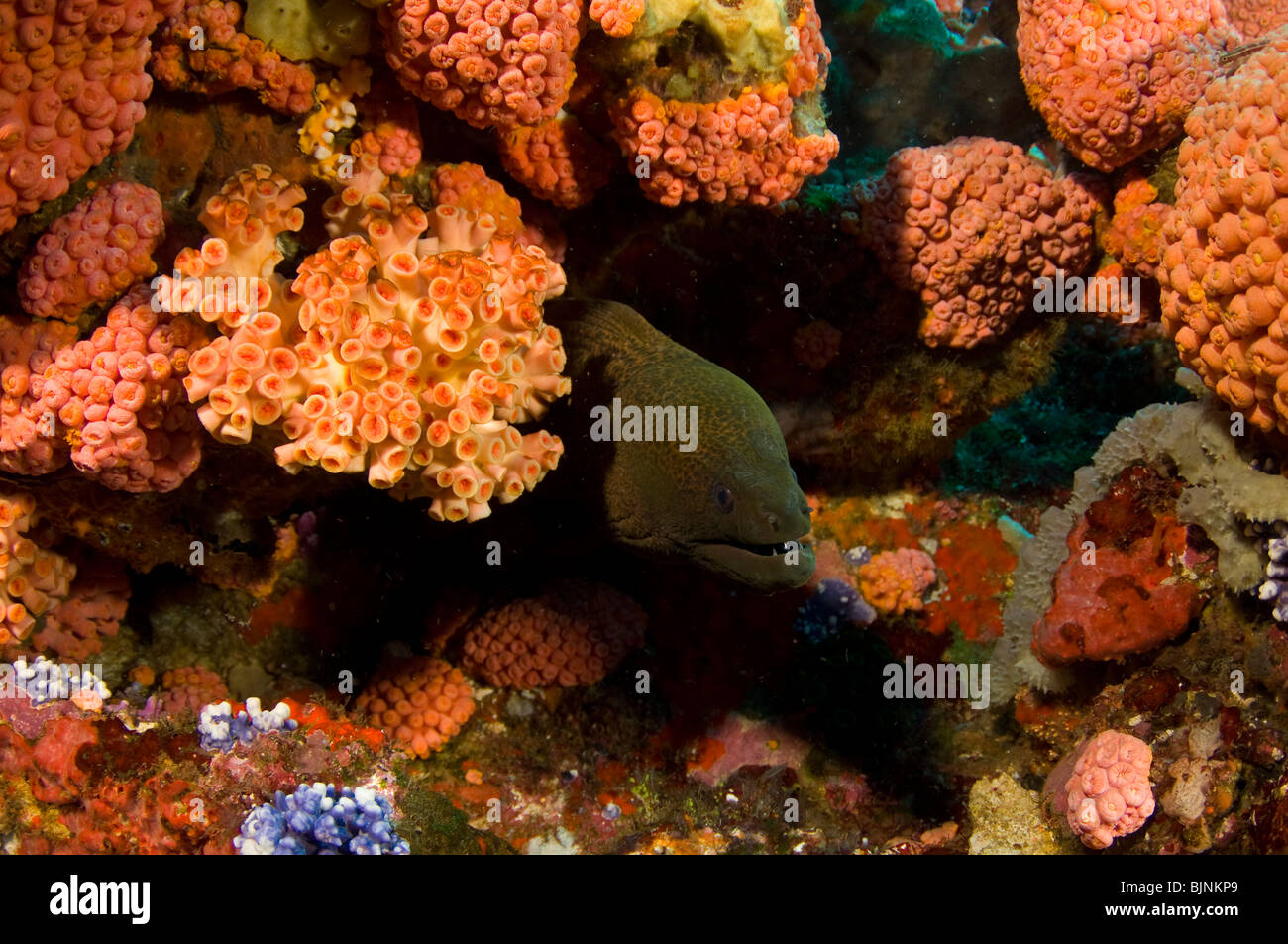 Murena Gigante, Gymnothorax javanicus, sulla Barriera Corallina, città corrente, Parco Nazionale di Komodo, Indonesia Foto Stock
