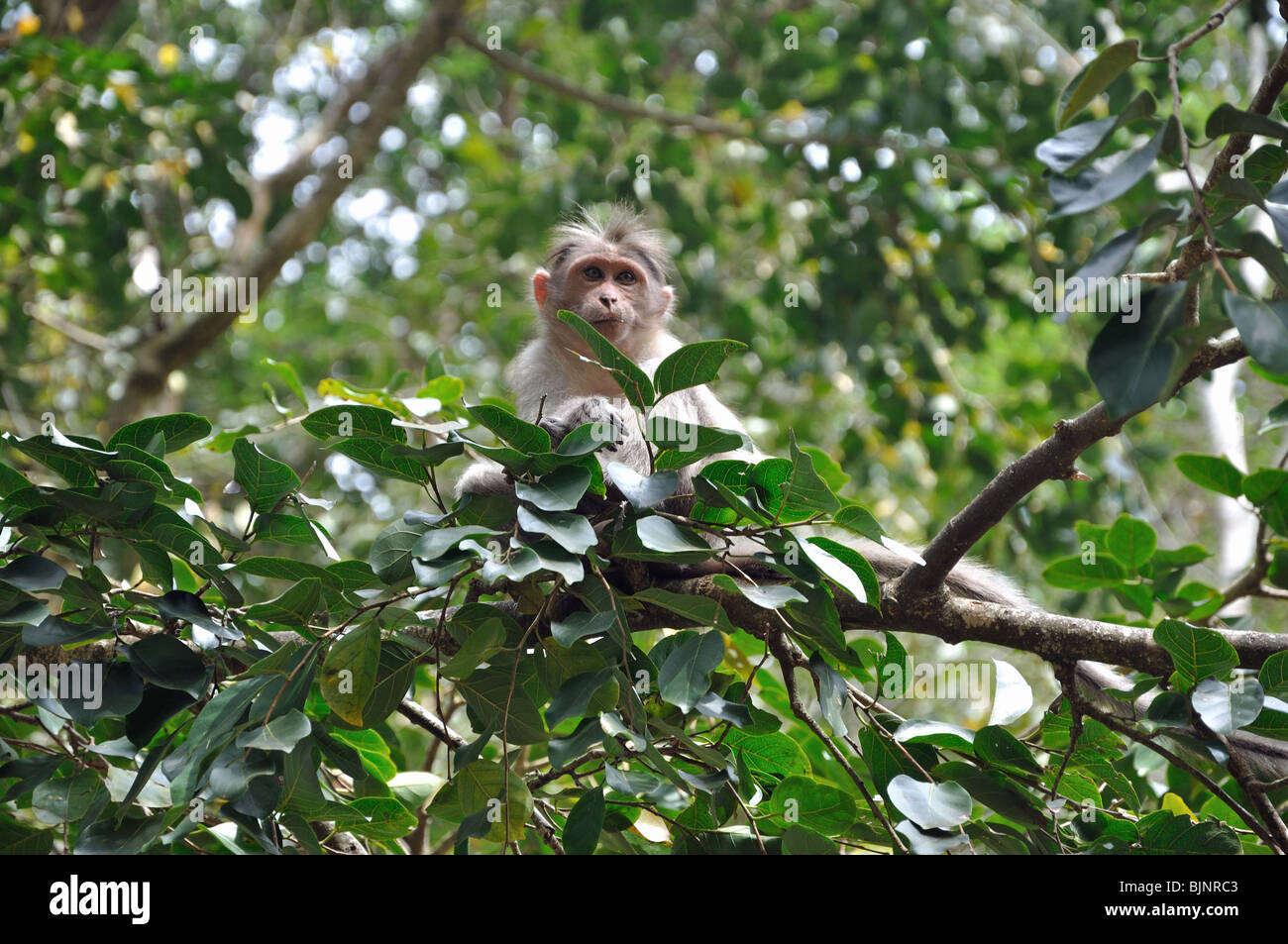 Cofano scimmie macaco in Kerala Wild Life Park, Kerala, India del Sud Foto Stock