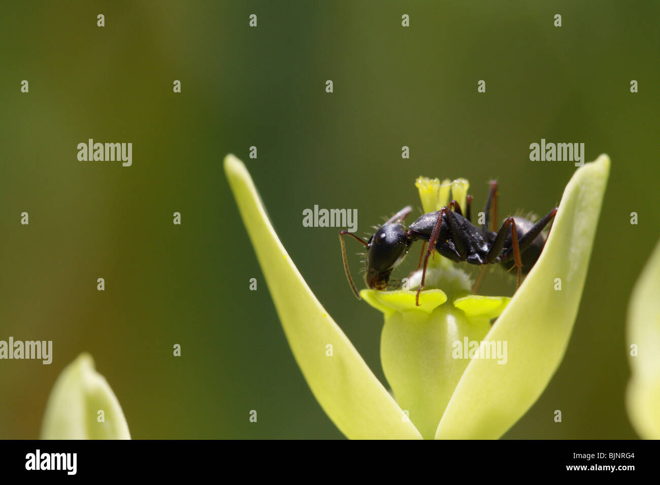 Ant su euphorbia infiorescenza. Prese su La Gomera, isole Canarie Foto Stock