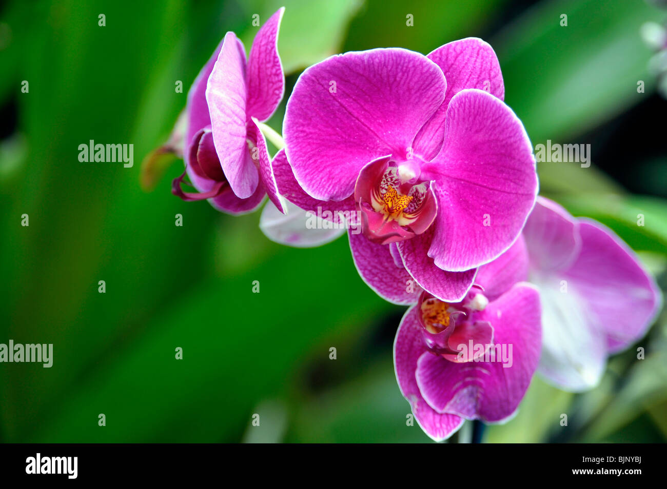 Orchidea esotica, Orchidaceae, Phalaenopsis, Freccia antincendio Foto Stock