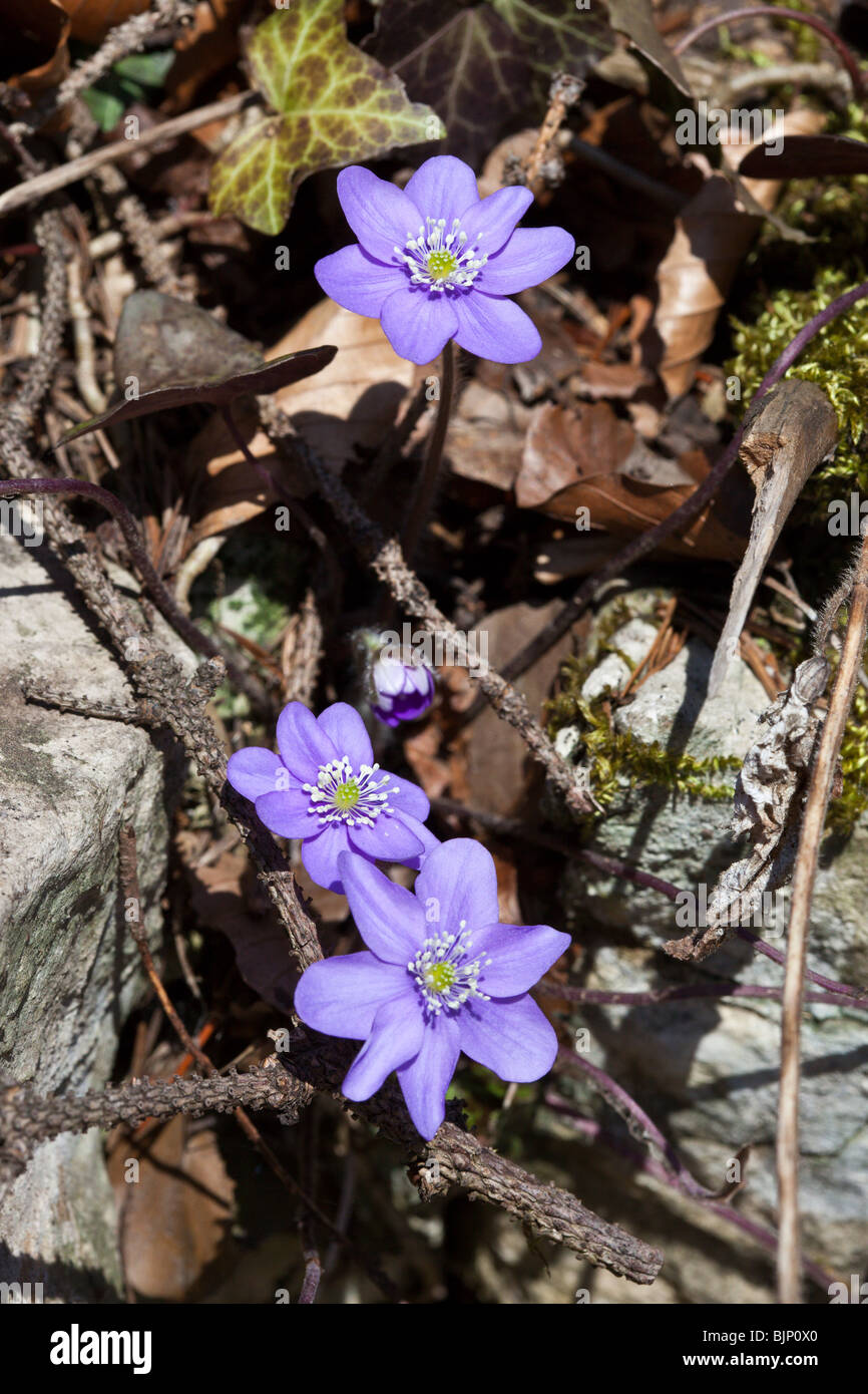 Piante erbacee perenni impianto Hepatica nobilis della famiglia Ranunculaceae, chiamato anche liverwort liverleaf o. Charles Lupica Foto Stock