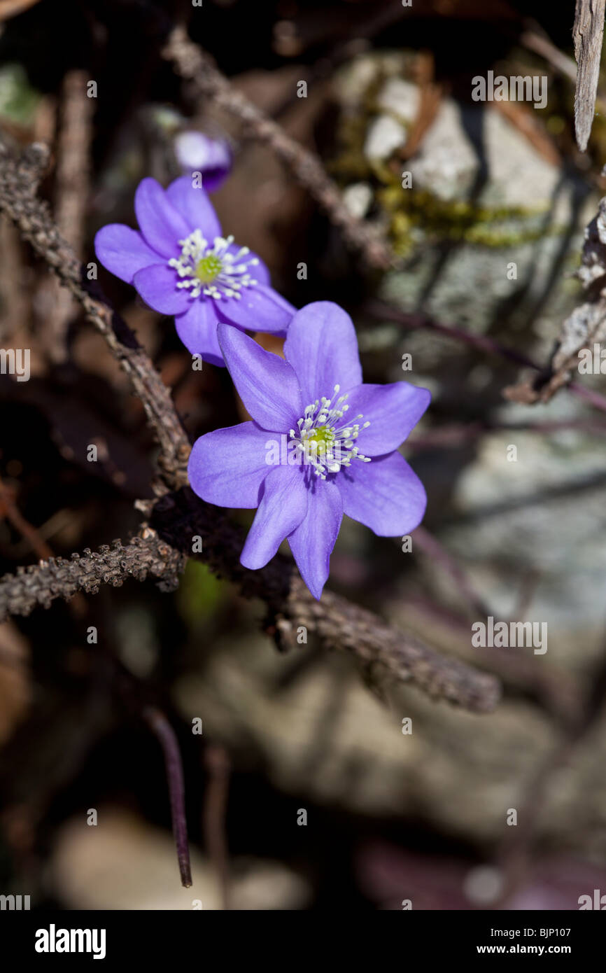 Piante erbacee perenni impianto Hepatica nobilis della famiglia Ranunculaceae, chiamato anche liverwort liverleaf o. Charles Lupica Foto Stock