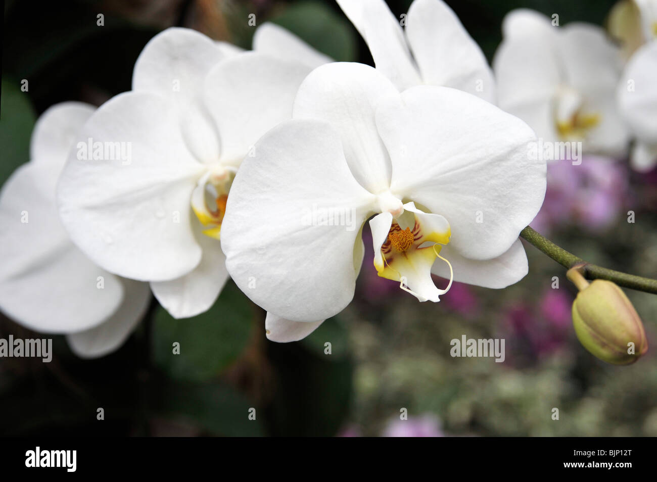 Moth Orchid, Phalaenopsis, Orchidaceae Foto Stock