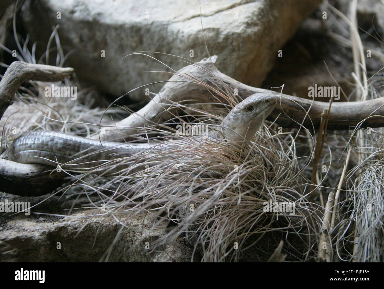 Sheltopusik, Pallas'S Glass Lizardor European Legless Lizard, Ophisaurus Apodus, Anguidae, Europa Sudorientale E Asia Foto Stock