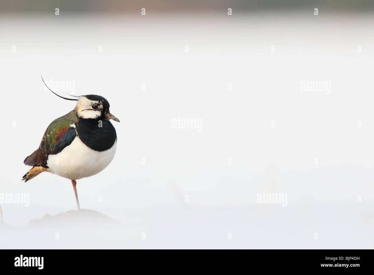 Pavoncella (Vanellus vanellus) piedi tra la neve. Foto Stock