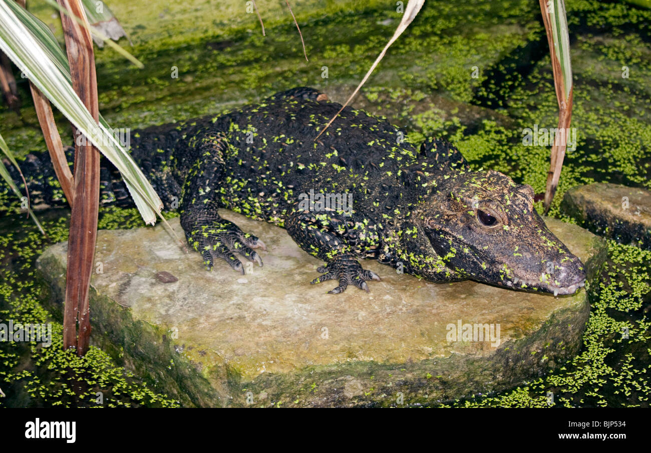 West African Dwarf Crocodile (osteolaemus tetraspis) Foto Stock