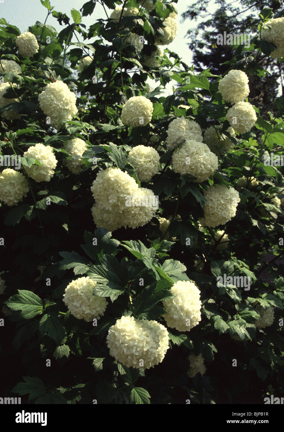 Opulus Verburnum "STERILE" noto come il giapponese Snowball Tree Foto Stock