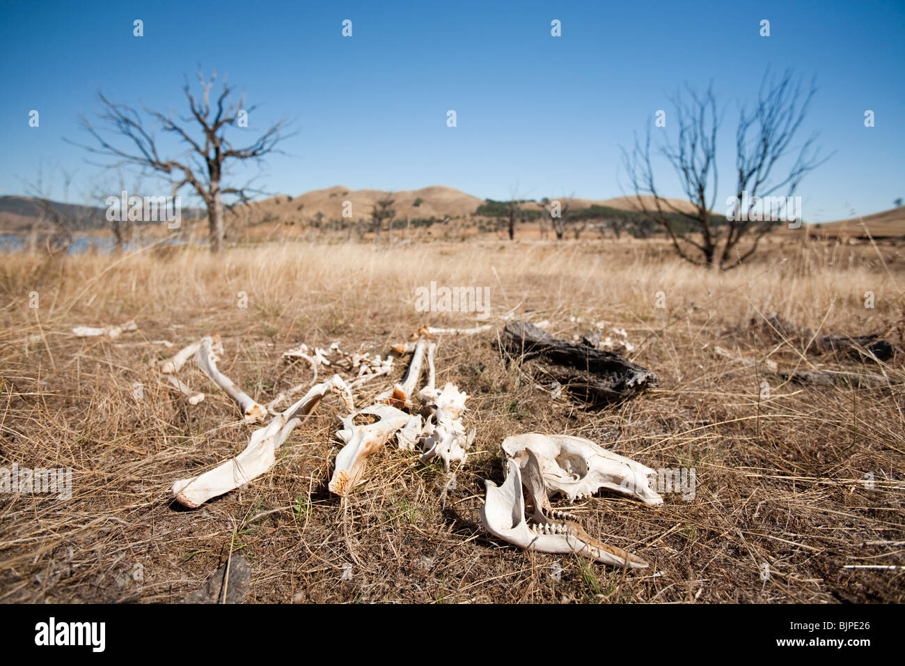 Kangaroo scheletro in una siccità che ha colpito il paesaggio vicino al lago Eildon, Victoria, Australia. Foto Stock