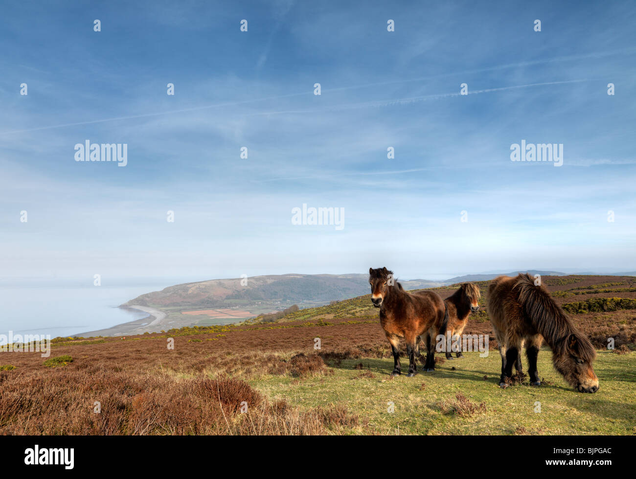 Pony Exmoor Foto Stock