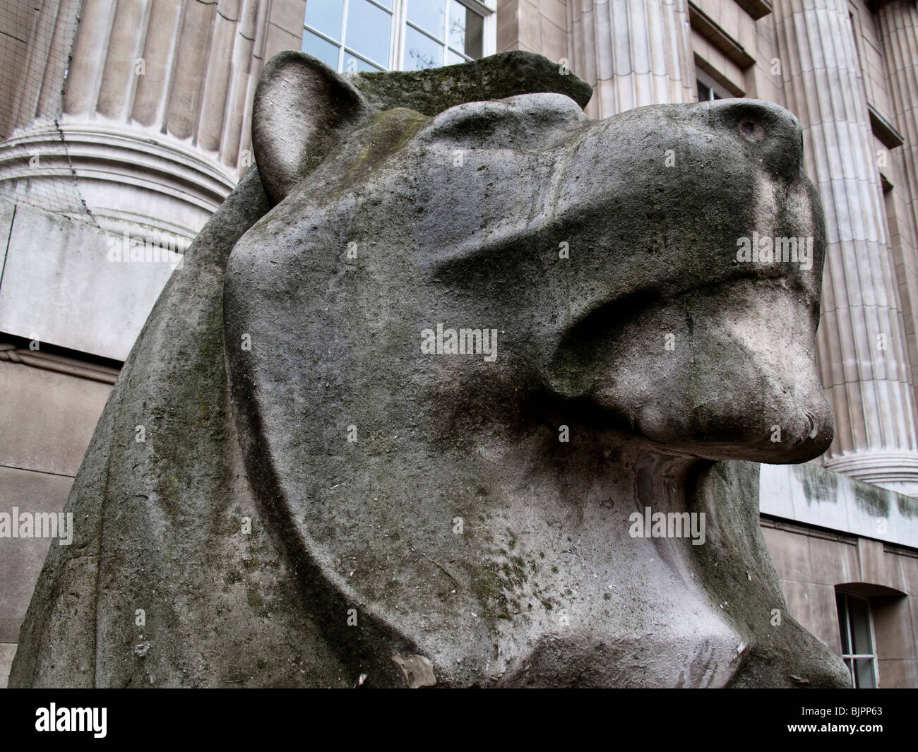 Close up di Lion statua alla testa. British Museum, Bloomsbury, London, England, Regno Unito Foto Stock