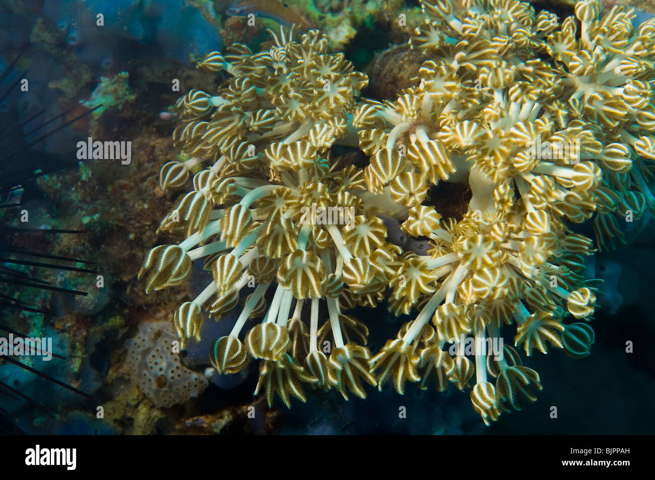 Soft Coral polipi Goniopora tentacoli di polipi di alimentazione alimentazione REEF Malapascua vita sulla barriera corallina mare sotto acqua immersione subacquea diver div Foto Stock