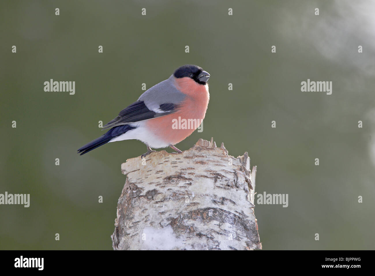 Maschio Ciuffolotto appollaiato su un argento moncone di betulla Foto Stock