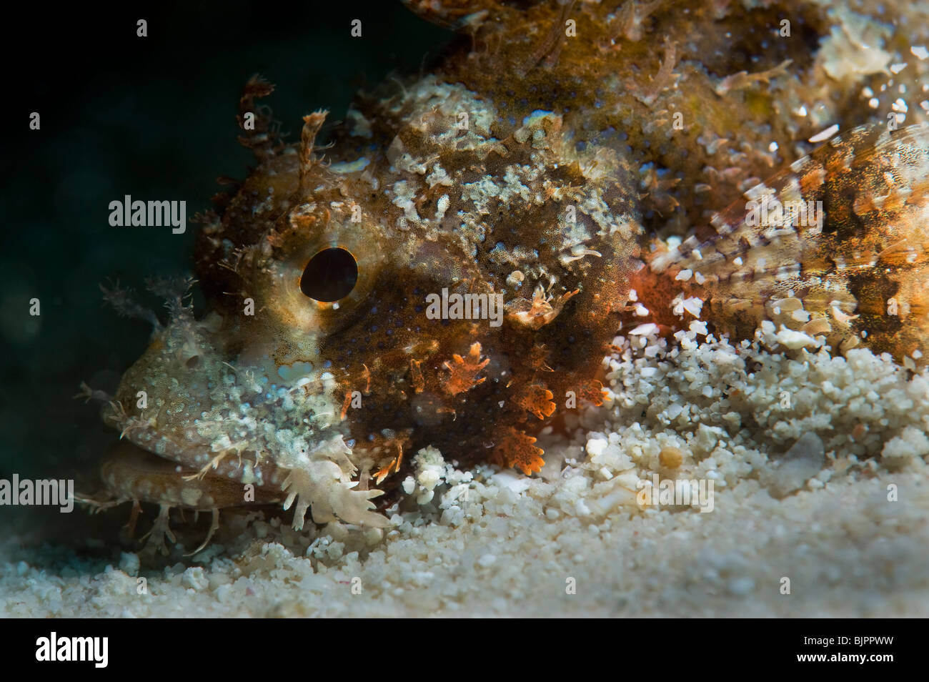 Pesci pietra stone fish devilfish camouflage mimetizzata Coral reef underwater sotto acqua MALAPASCUA ISOLE acqua subacquea selvatica Foto Stock