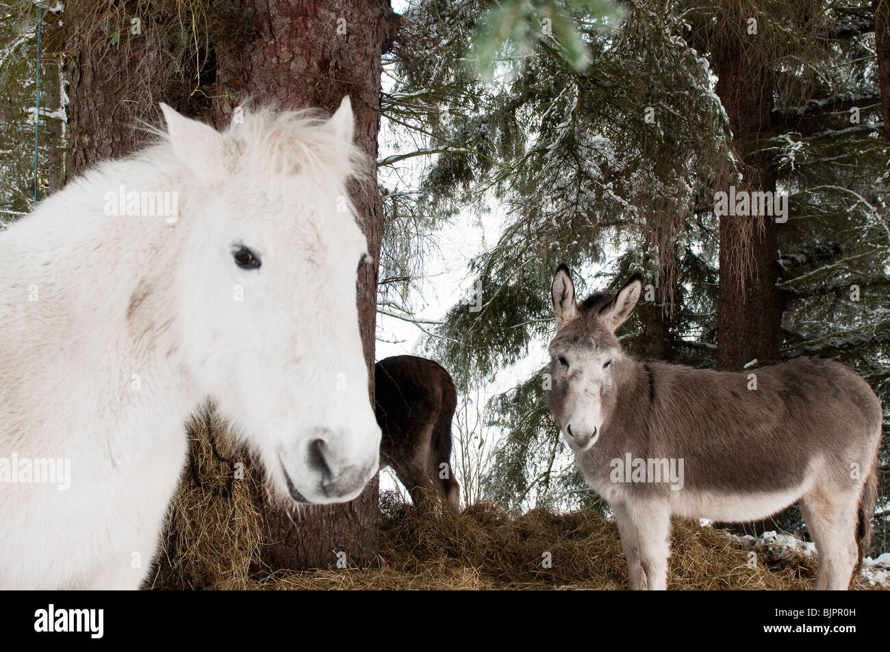 Un bianco highland pony e un asino tra gli alberi di pino, Scozia Foto Stock