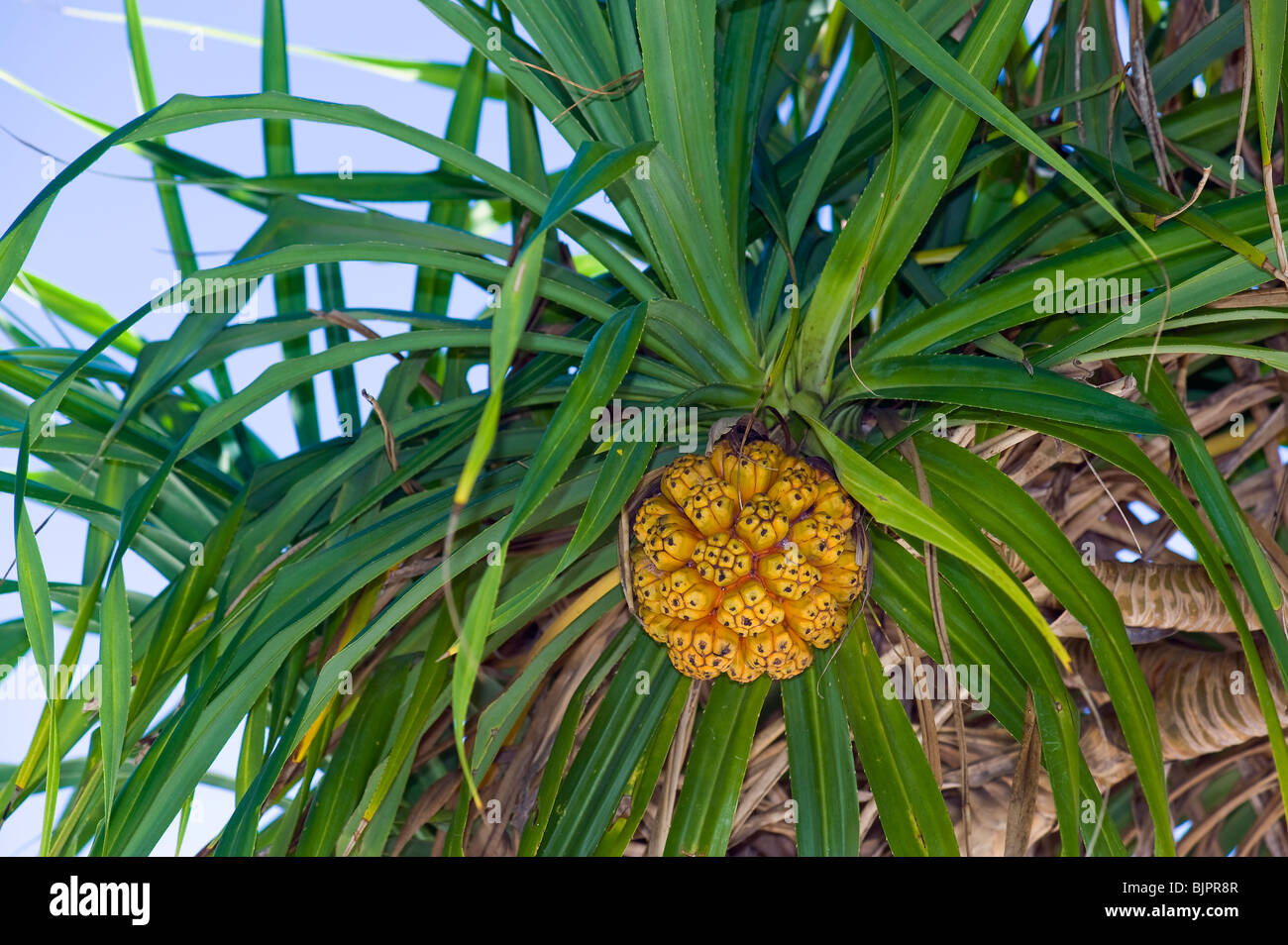 Screwpine Pandanus utilis pandanuss foglie foglie giallo arancione di frutta tropicale treefruit tree prodotti commestibili di frutta tropicale di Palm Foto Stock
