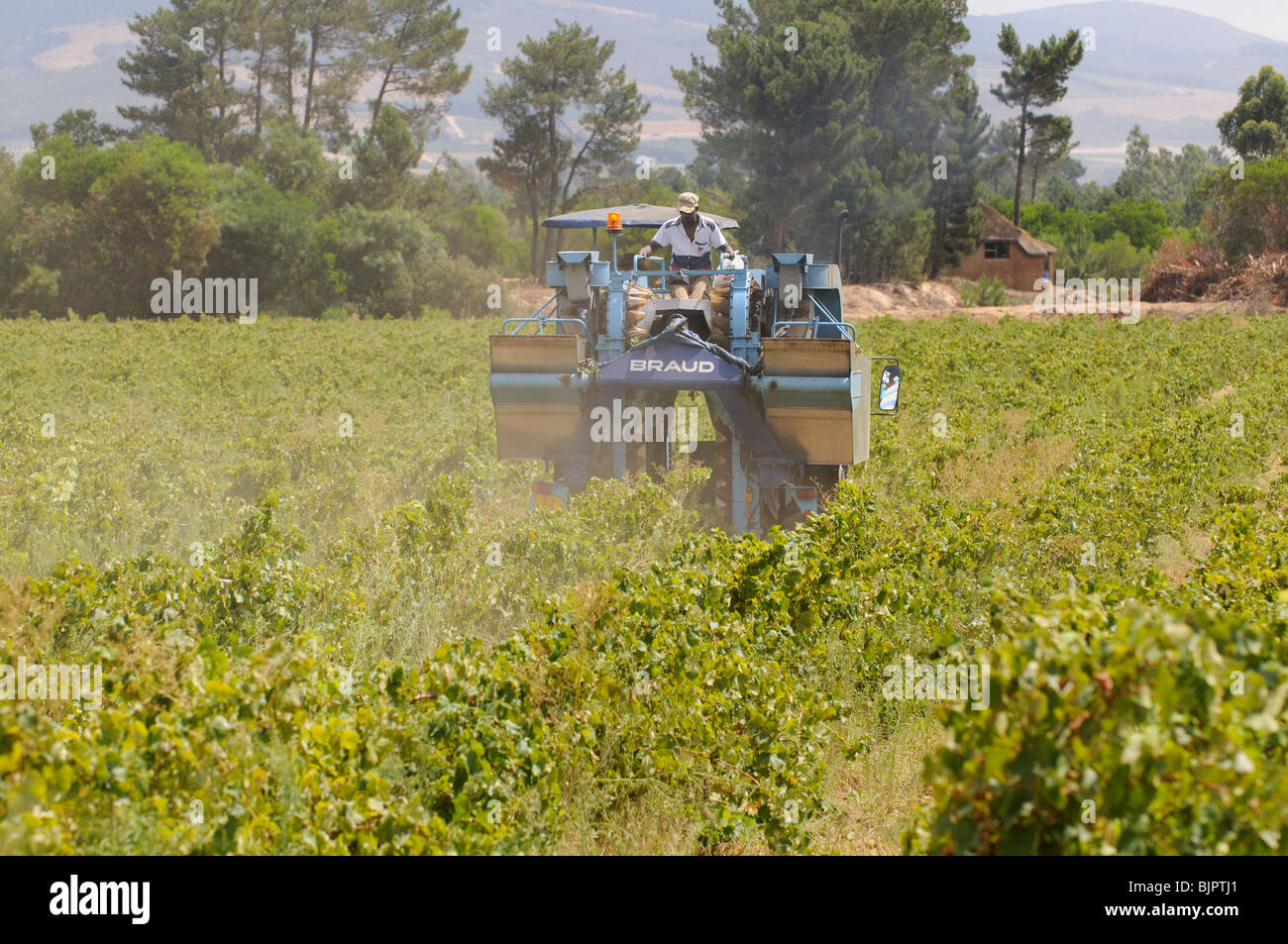 Un Braud 2720 modello vendemmiatrice macchina uva raccolta nei vigneti vicino a Paarl in Western Cape Sud Africa Foto Stock