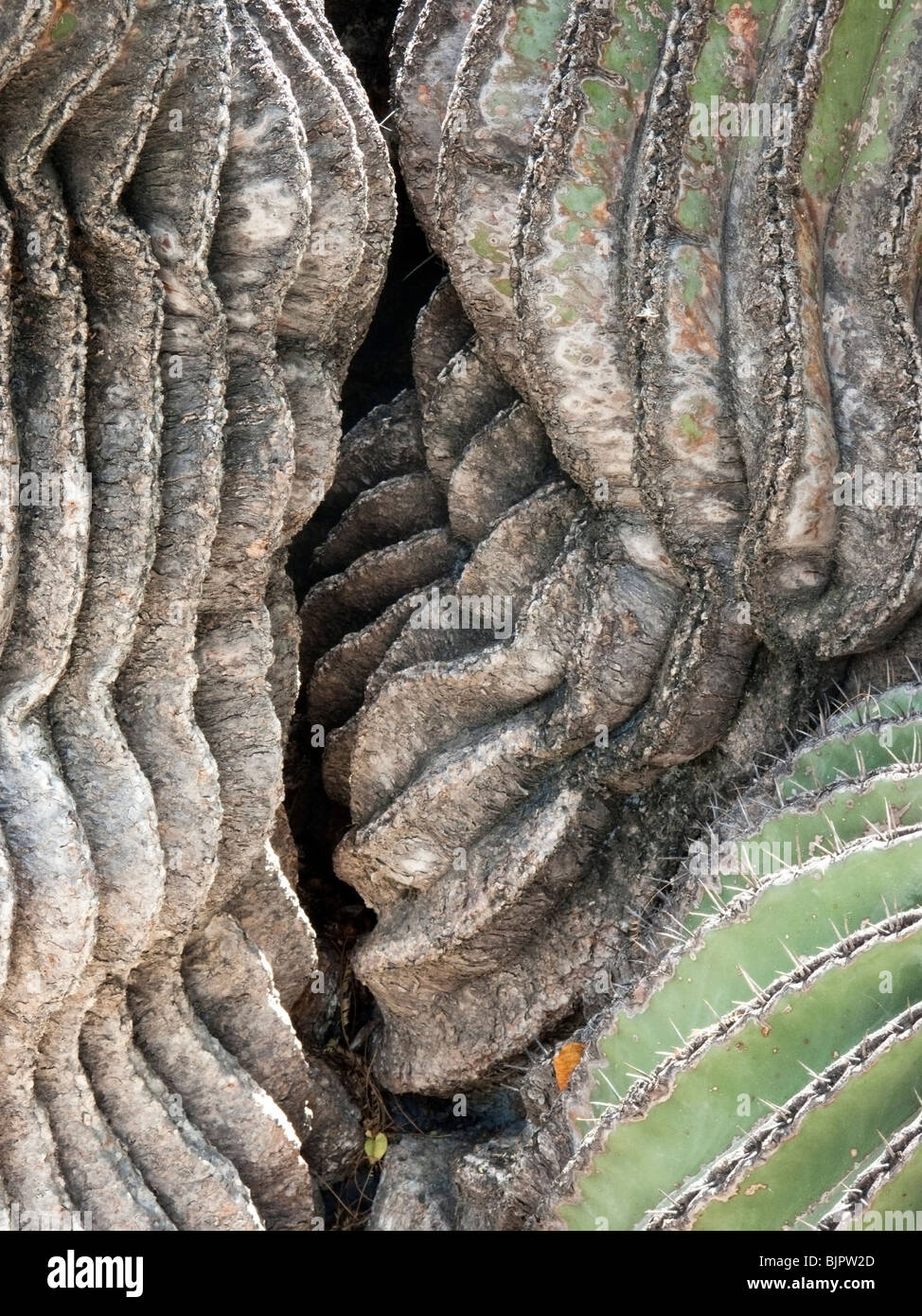 Vista dettagliata sezione pietrificato di antiche Biznaga cactus con schisi da molto vecchio machete avvolto il giardino botanico di Oaxaca Messico Foto Stock