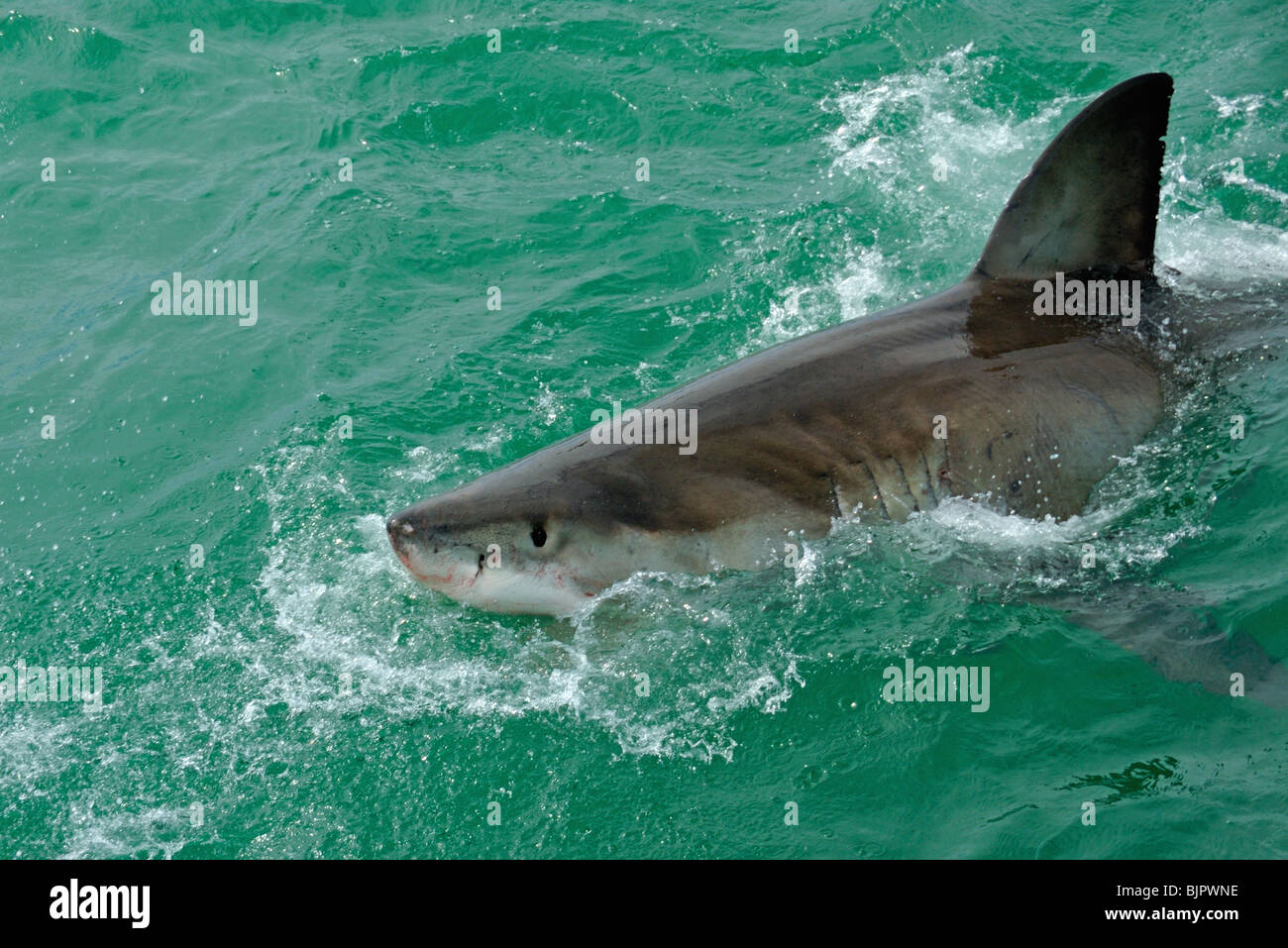 Il grande squalo bianco - Carcharodon carcharias - rompere la superficie a mordere esca Gansbaii, Dyer Island, in Sud Africa. Foto Stock