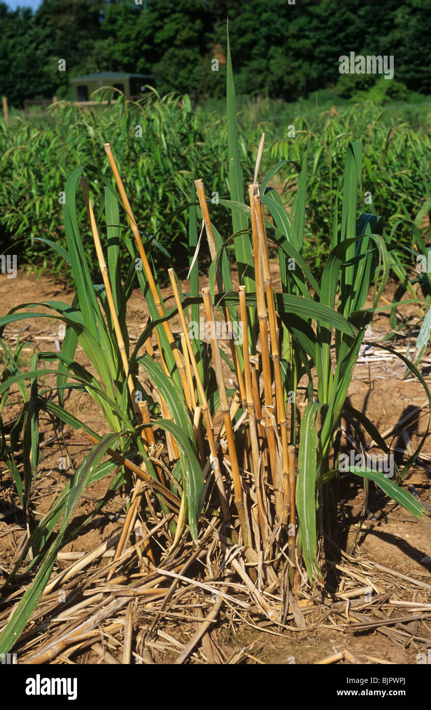 In rapida crescita i giovani germogli su erba elefante (Miscanthus) raccolto di biomassa, Devon Foto Stock